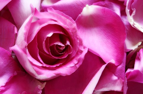 Роза и розовые лепестки